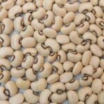 White Karamani-வெள்ளை காராமணி